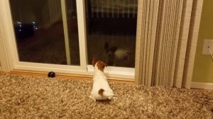 НАШ ПРОКАЗНИК Рови ДЖеК РАссЕл ТеРьеР 4 месяца.