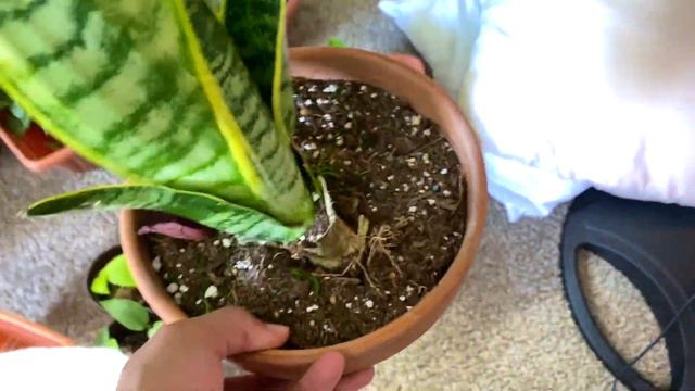 SPRING REPOTTING PLANTS 2020 | REPORTING HOUSEPLANTS!