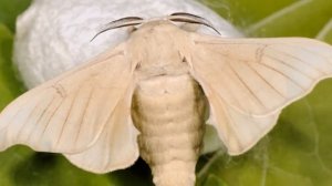 Разведение Тутового Шелкопряда как бизнес идея