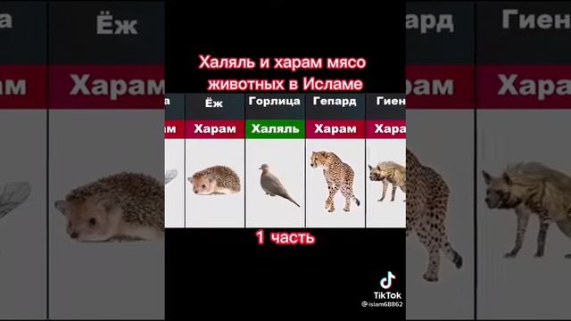харам. халяль в ИСЛАМЕ смотреть онлайн