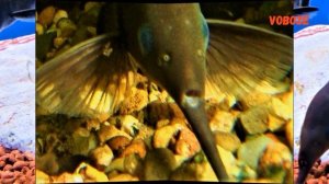 Аквариумные рыбки. Рыба Слон в аквариуме, про содержание, кормление и разведение.