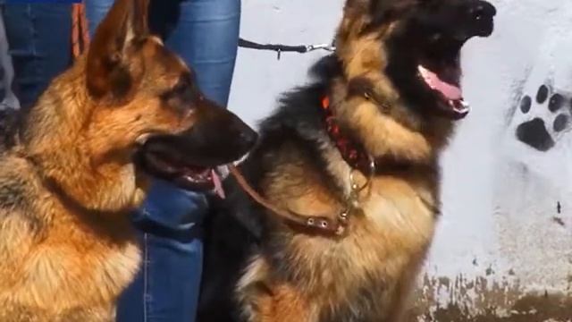 ПЛОЩАДКА ДЛЯ ВЫГУЛА СОБАК ПОЯВИТСЯ В ПЕТРОПАВЛОВСКЕ смотреть онлайн