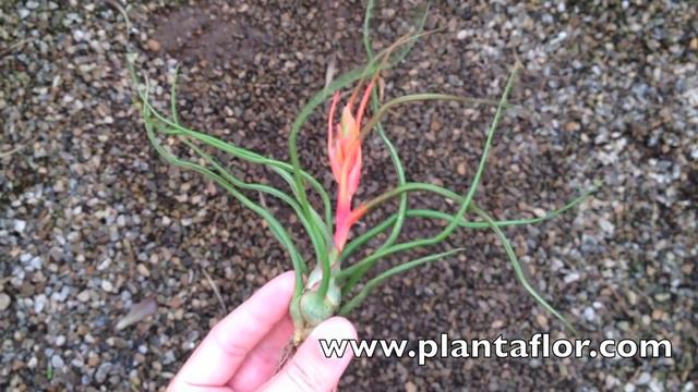 Tillandsia Bulbosa XL @ Plantaflor смотреть онлайн