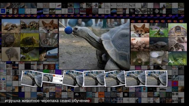 Гигантские сухопутные черепахи оказались обучаемыми и общительными смотреть онлайн