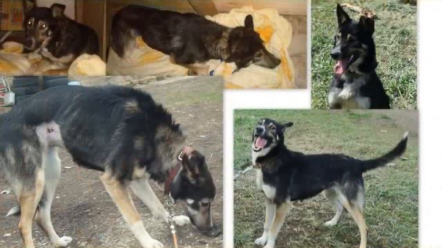 собаки которые были спасены . Счастливые истории. смотреть онлайн