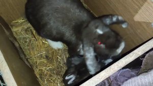 КЛЕТКА ДЛЯ КРОЛИКОВ СВОИМИ РУКАМИ./ДЕРЕВЕНСКИЕ БУДНИ.