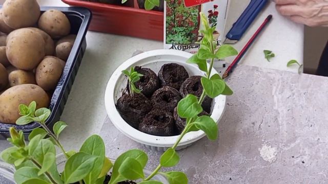 Черенкование петуньи. 100 растений из 1 смотреть онлайн