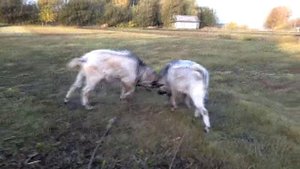 Козлы бодаются