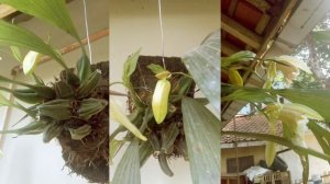 COELOGYNE SPECIOSA