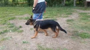 Как научить ходить собаку рядом.