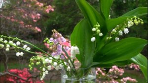 Ландыши - светлого мая букет!