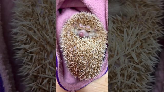 Ежик спит #hedgehog #animals #zoo #funnyvideo #sleep