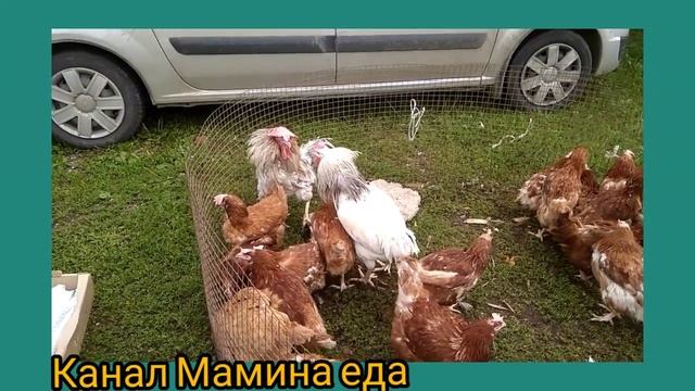 Птичий бой без правил. На базаре. смотреть онлайн