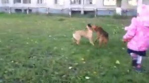 Самая жестокая драка собак