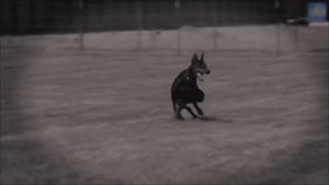 Самые опасные собаки в мире. Запрещены во многих Странах. Топ 10.