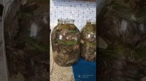 Самый простой и быстрый способ как посолить грибы на зиму