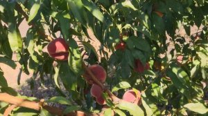 Інжирний персик Плане Топ (PLANE TOP)  persikovod.com