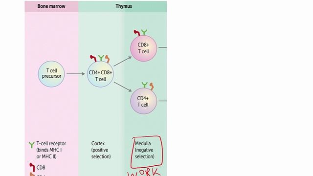 USMLE RX - 6.Иммунология - 1.Клеточные компоненты - 4.Дифференцировка Т-клеток