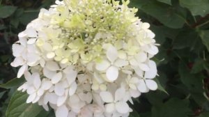 Бросила всё и спасаю  метельчатую гортензию!!!