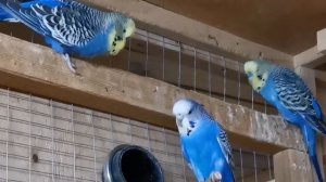 Волнистые  попугайчики. Новые окрасы у наших птенцов.