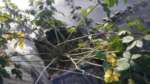 Ежевика (безшипная) - обрезка и подготовка к зиме!