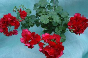 Обзор прекрасных трех комнатных растений! Филодендрон Биркин, Плющелистная герань, Финиковая пальма!