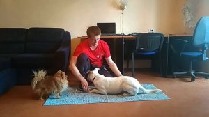 Команда поклон| Как собаку научить команде поклон | Команда поклон