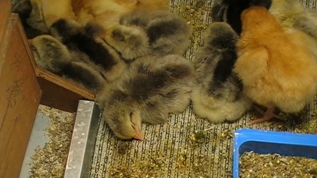 Инкубационное яйцо почтой . Результаты по выводу цыплят. смотреть онлайн