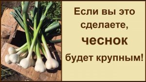 Хотите много чеснока, крупного, ароматного?!