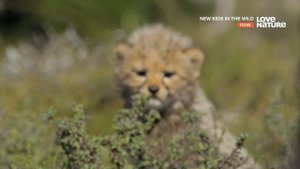 Дикие детишки (Малыши в дикой природе) / New Kids in the Wild Серия 3 Усана детеныш гепарда