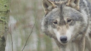 Звуки животных | образовательные видео |Волк/wolf | Animals Sound Song For Kids| Волк/wolf
