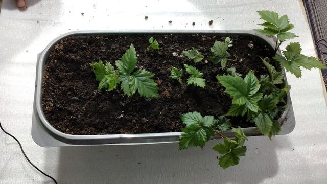 размножение ежевики сорта лох-тей корневыми черенками (часть 3) смотреть онлайн