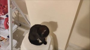 Котёнок просит кушать. The cat asks for food.