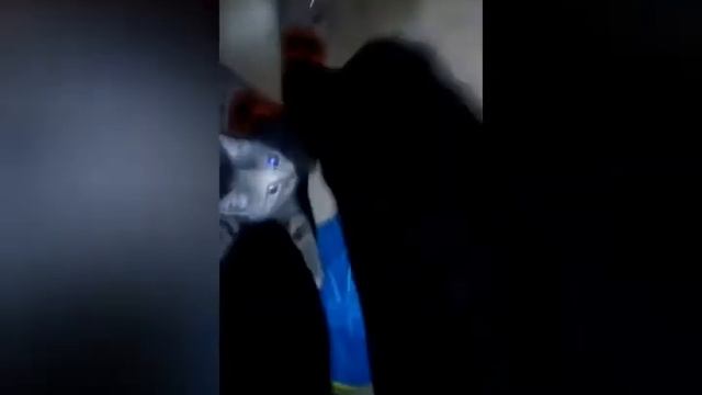 Кормление черепах и рыбок!!как и чем кормить???!!