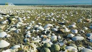 Дикая природа России 2: Восточный рай.