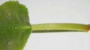 Фиалки. Новый способ размножения