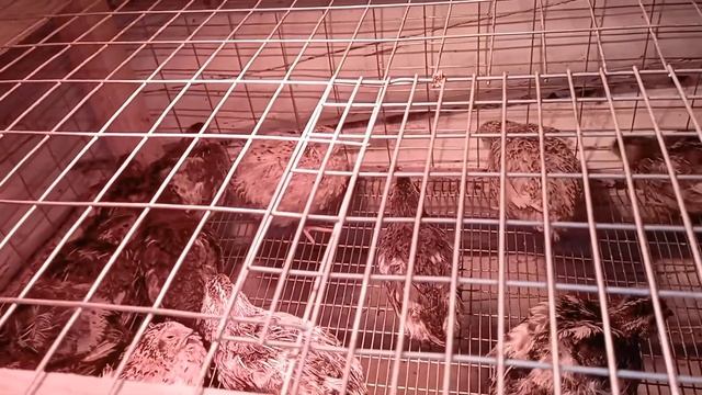 Перепел и его разновидности. смотреть онлайн