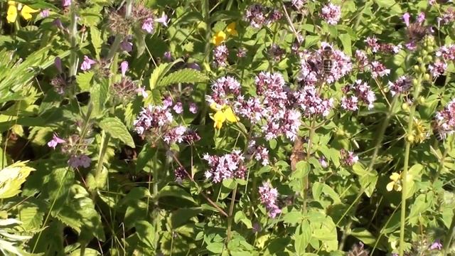 Разнотравье в расцвете - в ульях сухо. Аномалия! смотреть онлайн