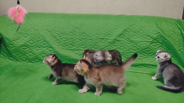 Котята шиншиллы.mp4
