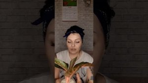 Болталка. Укоренение ароидных.