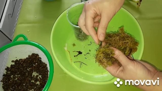 КОМНАТНЫЕ РАСТЕНИЯ(ЦВЕТЫ).ПОСЫЛКА С ШИКАРНОЙ НОВИНОЧКОЙ!ВАУ!!!