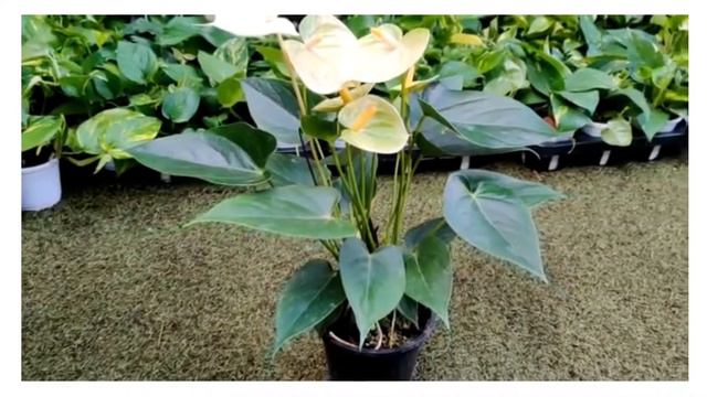 Yellow Anthurium Plant смотреть онлайн