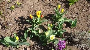 "Россиянка" не пережила украинскую зиму. Пересаживаю ландыши.