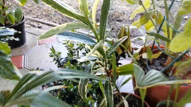 Лето для комнатных растений (Summer for indoor plants)
