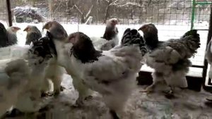 Брама светлая колумбийская