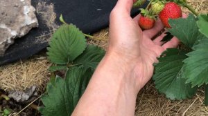 Сорта клубники. Боджербелл. Американский сорт позднеспелой клубники советских времен