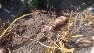 Сорт картофеля Сарпо Мира