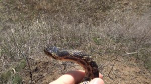 Сарматский полоз после спячки 2022 04 07