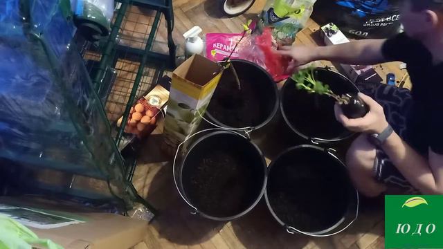 Как сажать кустарники и плодовые деревья дома ? Подготовка саженцев ! Сажаем дома ! Скоро весна