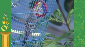 Академия Занимательных Наук. Биология. Жук-голиаф. Попугай волнистый